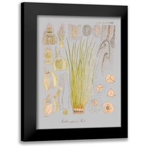 Goldberger, Jennifer 12x14 Black Modern Framed Museum Art Print Titled - Sea Elements I