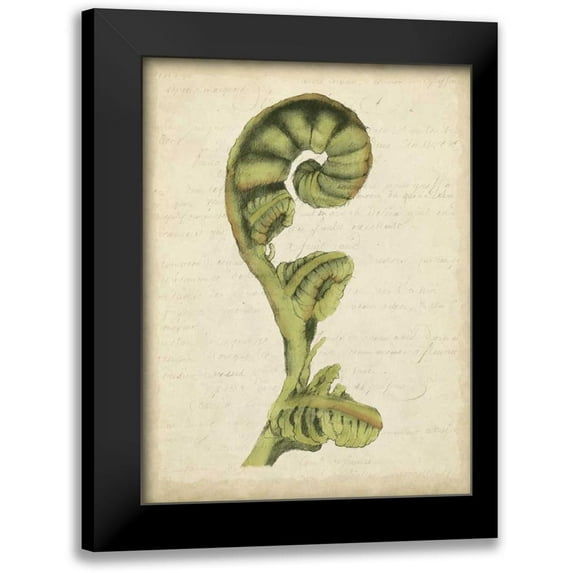 Goldberger, Jennifer 12x14 Black Modern Framed Museum Art Print Titled - Small Fiddlehead Ferns I
