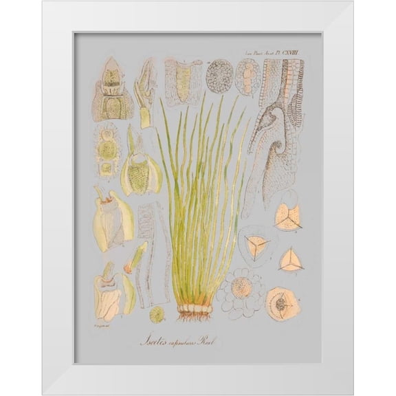 Goldberger, Jennifer 12x14 White Modern Wood Framed Museum Art Print Titled - Sea Elements I