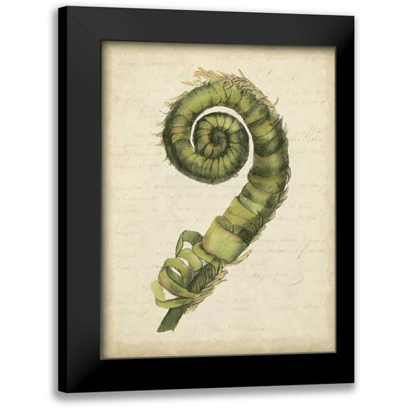 Goldberger, Jennifer 19x24 Black Modern Framed Museum Art Print Titled - Small Fiddlehead Ferns II