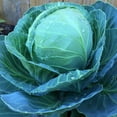 thumbnail image 1 of Golden Acre Cabbage Seeds: 1 Lb - Non-GMO Garden Seeds - Vegetable Gardening, Growing Microgreens, 1 of 2