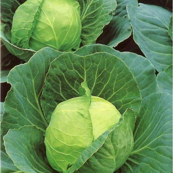 Golden Acre Cabbage Seeds - 200 Count Seed Pack - an Excellent Early Summer Variety Ball Head Cabbage - Country Creek LLC