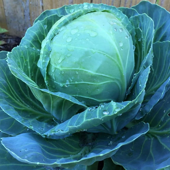 Golden Acre Cabbage Seeds: 5 Lb - Bulk, Non-GMO Garden Seeds - Vegetable Gardening, Growing Microgreens