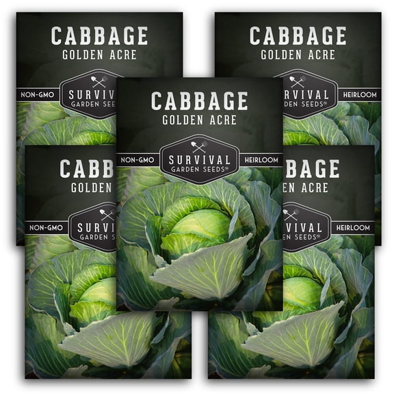 Golden Acre Green Cabbage Seeds - Full Sun Biennial Vegetable - 5 Packs