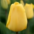 thumbnail image 1 of Golden Apeldoorn Darwin Hybrid Tulip Flower Bulbs - 6 Bulbs per Pack - Good as Cut Flowers - Naturalizing - Perennializing - Easy to Grow Live Plants - Outdoor Garden, 1 of 6