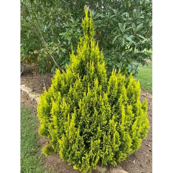 Golden Arborvitae Tree Live Plant 7-12" Tall in Quart Pot- Thuja Plicata Live Plants- Privacy Screen Plants Outdoor Garden