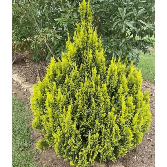 Golden Arborvitae Tree Live for Planting, Thuja Plicata Tree Live for Outdoor Garden 6 to 12 Inch Tall in Quart Pot - Dormant in Winter