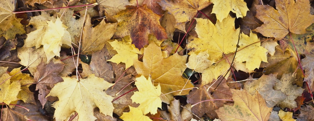 Golden Autumn Leaves On Ground Canvas Art - Toby Adamson Design Pics (36 x 14)
