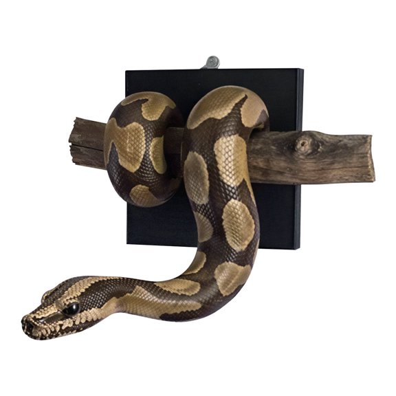 Golden Ball Python Wall Sculpture Symbol Of Strength & Prosperity Resin Python Hanging Wall Art Creative Pythons Walls Decoration For Living Room Bedroom Home Decor (Light Brown)
