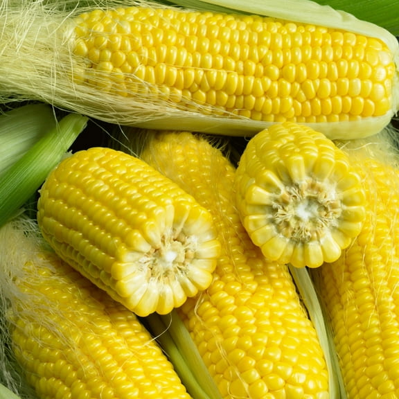 Golden Bantam 8 Corn 1 Oz ~110 Seeds – Heirloom, Non-GMO, Open-Pollinated – Sweet Yellow Kernels – High Germination – Fast Growing – Ideal for Gardens, Farms & Markets