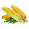 Golden Bantam Sweet Corn STF9 Seeds