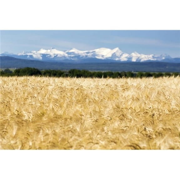 Golden Barley Field with A Row of Trees in The Distance & Snow Covered Mountains in The Background with Blue Sky Poster Print - 19 x 12 in.