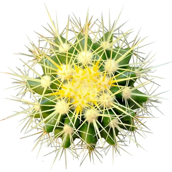Golden Barrel Cactus (2"+ Plastic Pot) - Live Cactus - Unique Shaped Cactus - Tiny, Lovely, Easy to Care Succulents