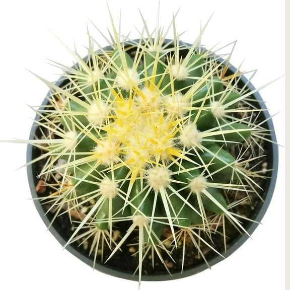 Golden Barrel Cactus (4 inch) - Live Echinocactus Grusonii Succulent Plant - Low Maintenance Indoor/Outdoor Decor - Unique Gift for Home Office Desk.