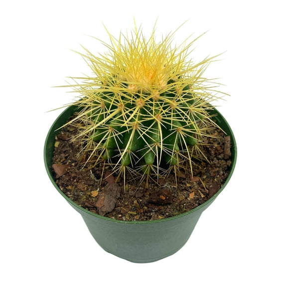 Golden Barrel Cactus, 6 inch, Echinocactus Grusonii, Gold Ball Cacti
