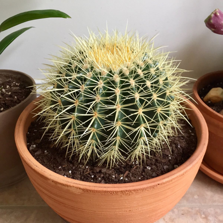 Golden Barrel Cactus, Echinnocactus Grusonii, Live Plant in 2" Size