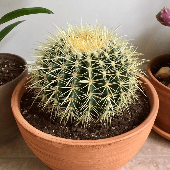 Golden Barrel Cactus, Echinnocactus Grusonii, Live Plant in 2" Size