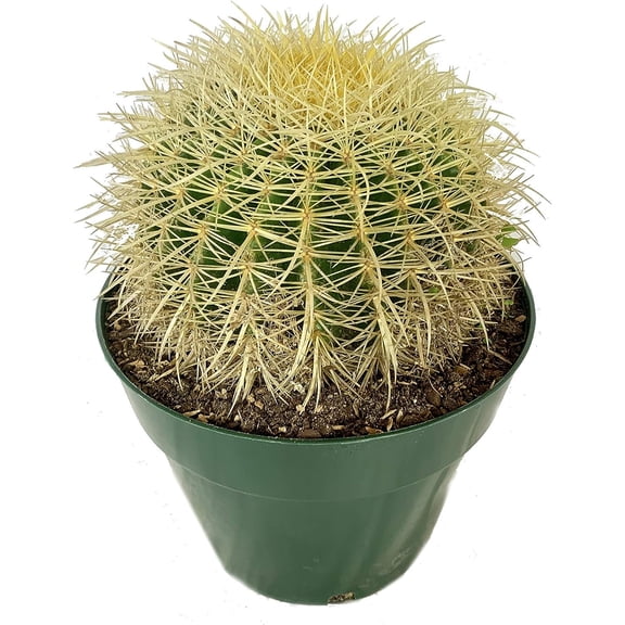 Golden Barrel Cactus - Live Plant in a 10 Inch Pot - Echinocactus Grusonii - Beautiful and Unique Cactus Succulent