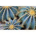 thumbnail image 1 of Golden Barrel Cactus Seeds - 30 Seeds -Echinocactus grusonii - Ships from Iowa, USA - Grow Exotic Succulent Cacti Bonsai, 1 of 2