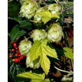 thumbnail image 1 of Golden Beer Hops Vine - Humulus - Grow your own Beer - 4" Pot, 1 of 3