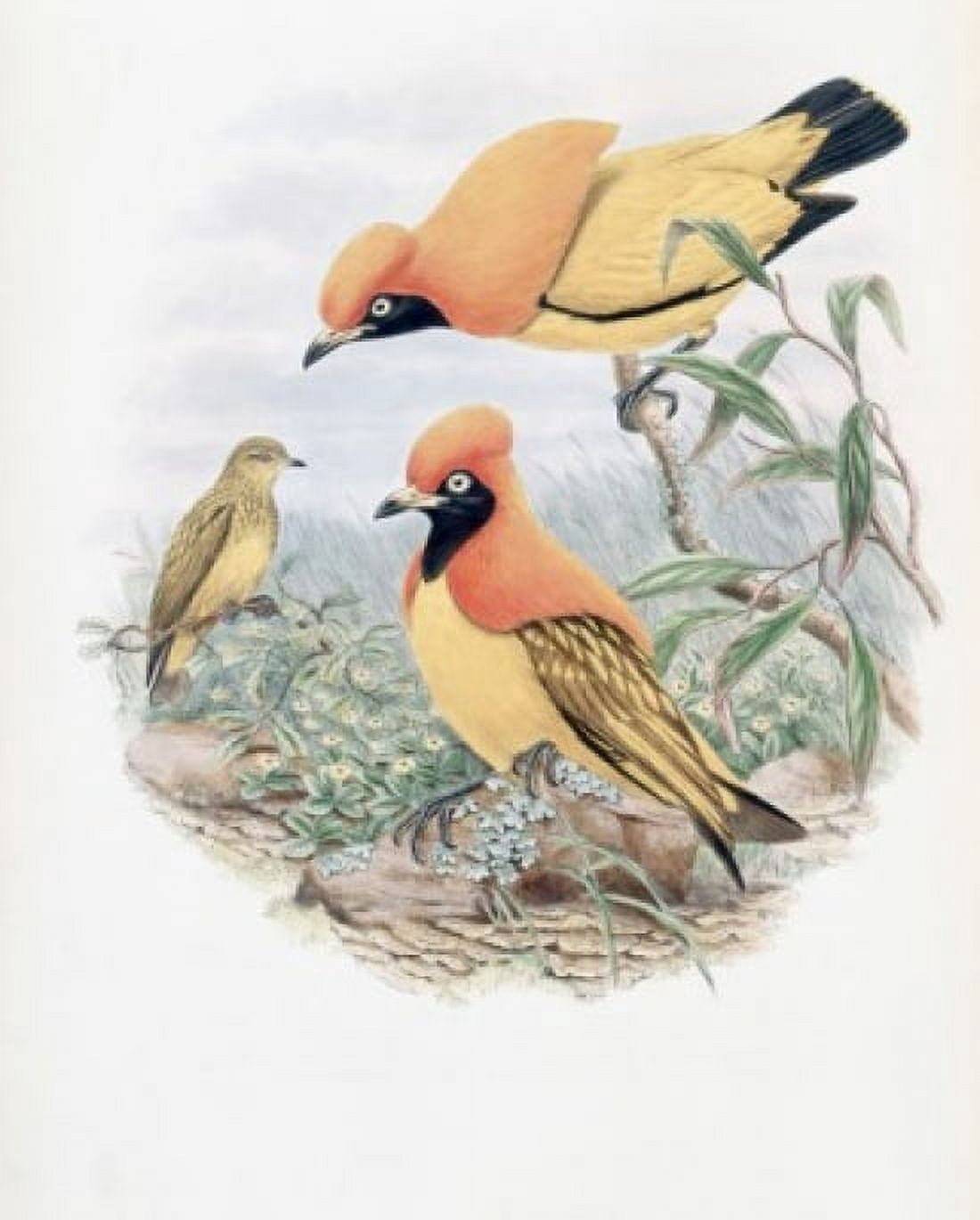 Golden Bird Of Paradise John Gould (1804-1881 British) Canvas Art - John Gould (18 x 24)