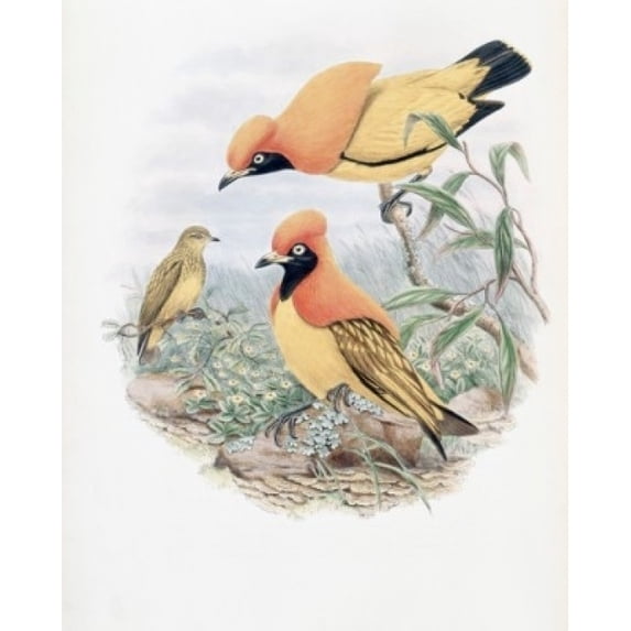Golden Bird Of Paradise John Gould (1804-1881 British) Poster Print (24 x 36)