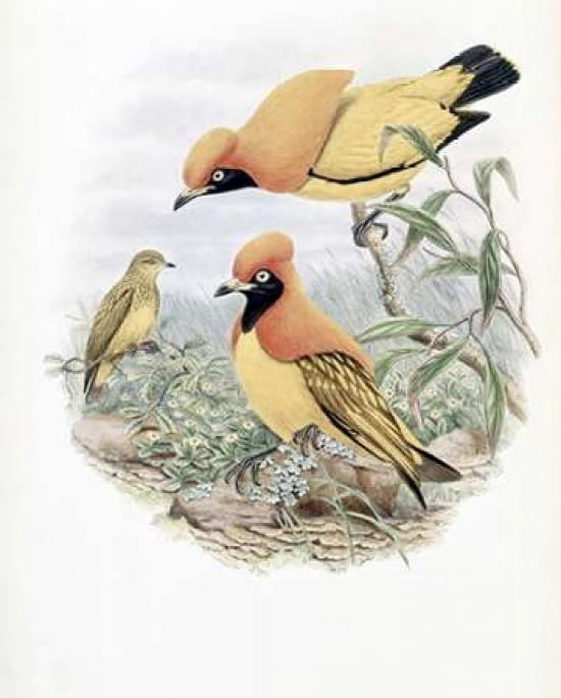 Golden Bird of Paradise Canvas Art - John Glover (24 x 30)