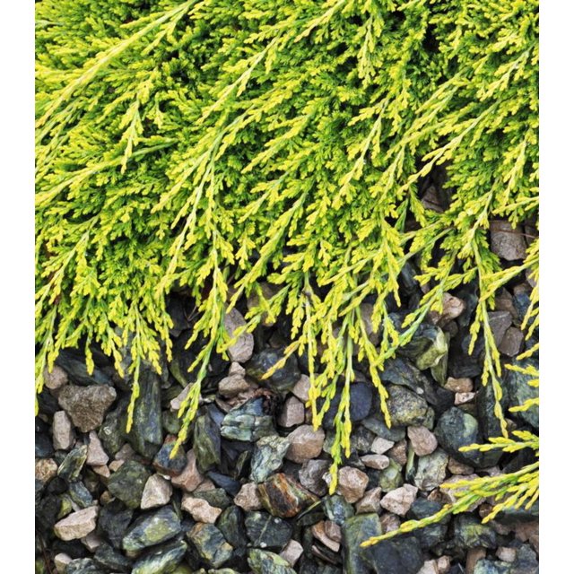 Golden Carpet Spreading Juniper