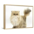 thumbnail image 1 of Golden Chinchilla Persian Female Cat, 6 Years, Animals Framed Art Print Wall Art by Mark Taylor Sold by ArtCom, 1 of 5