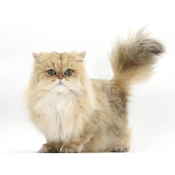 Golden Chinchilla Persian Female Cat, 6 Years, Animals Unframed Photographic Print Wall Art by Mark Taylor Sold by ArtCom