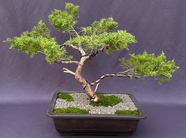 Golden Chinese Juniper Bonsai Tree Trained in Jin Style (Juniperus   pfitzeriana 'Old Gold') - Walmart.com