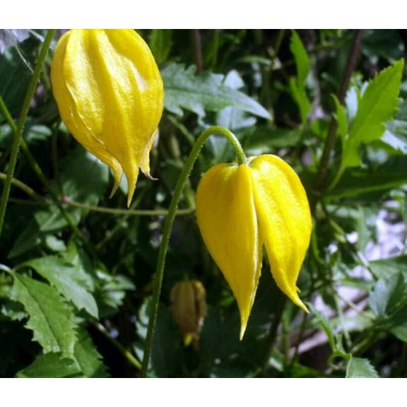 Golden Clematis Seeds for Planting (20 Seeds) - Clematis tangutica