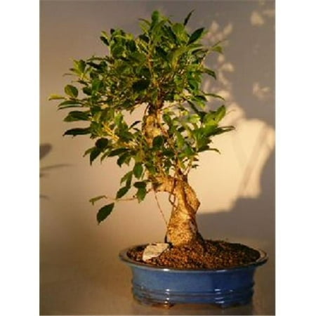 Golden Coin Bonsai Tree - Ficus Retusa - Extra Large