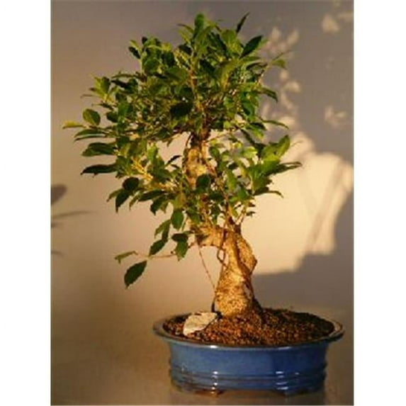Golden Coin Bonsai Tree - Ficus Retusa - Extra Large