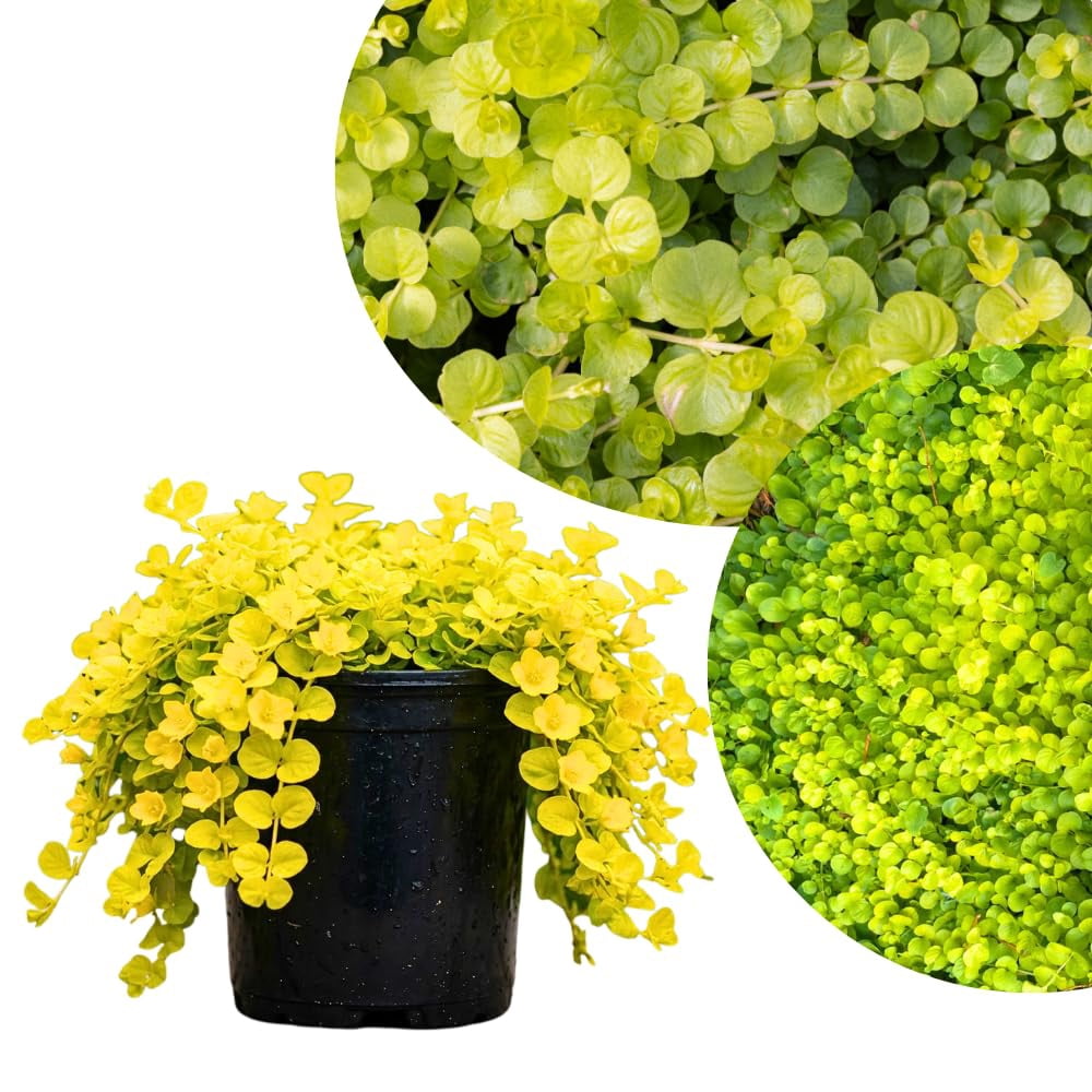 lavender plant white Buy White Alba Lavender Plant