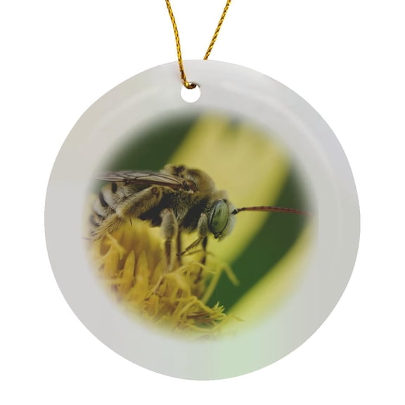 3drose, Golden Crownbeard Bird, Rio Grande Valley, Texas - Na02 Rnu0181 - Rolf Nussbaumer, Circle Porcelain Ornament
