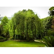 Golden Curls Corkscrew Weeping Willow Tree - Live Plant, ( 1 QT)