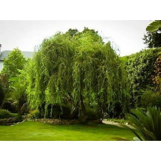 Golden Weeping Willow Tree - Ready to Plant - Live Plant - Memorial Gift -  Beautiful Arching Canopy