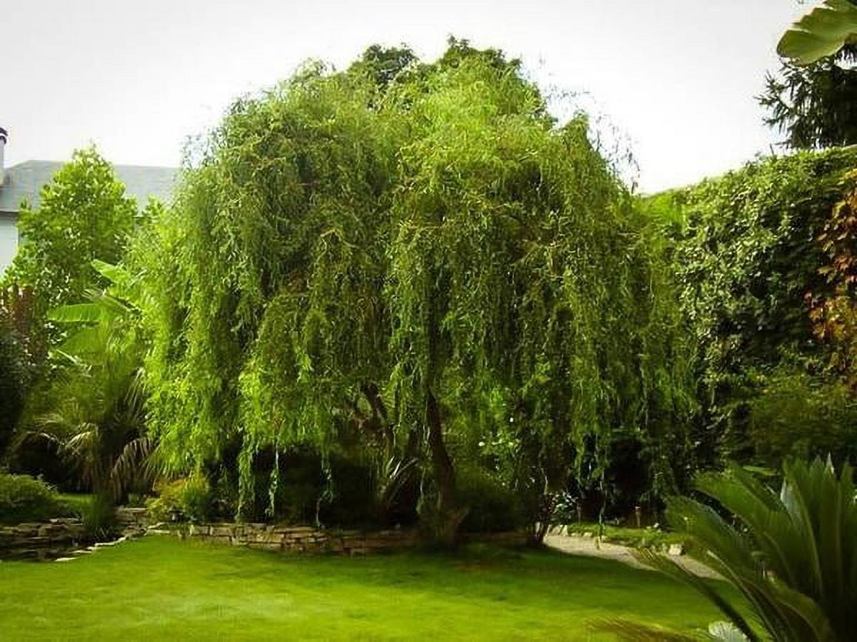 Golden Curls Corkscrew Weeping Willow Tree - Live Plant, (TG)