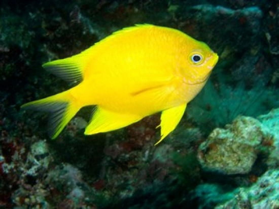 Golden Damsel fish Great Barrier Reef Australia Canvas Art - David Wall DanitaDelimont (24 x 18)