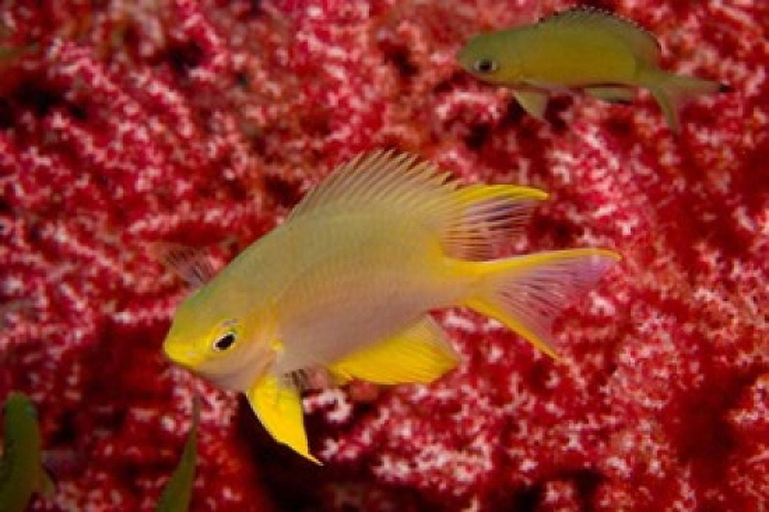 Golden Damselfish Gorgonian Sea Fan Indonesia Canvas Art - Stuart Westmorland DanitaDelimont (36 x 24)