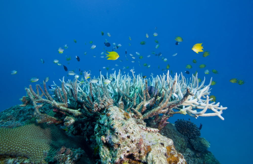 Golden Damselfish swim around a coral head topped with Elkhorn Coral Fiji Canvas Art - Michael WoodStocktrek Images (18 x 12)