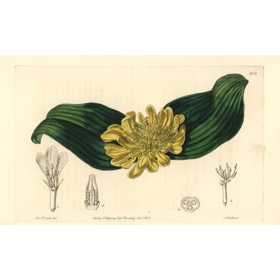 Golden Daubenya, Daubenya Aurea Poster Print By ® Florilegius Mary Evans (36 X 24)