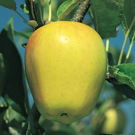 Golden Delicious Apple Standard Dormant Bare Root Starter Fruit Tree (1-Pack)