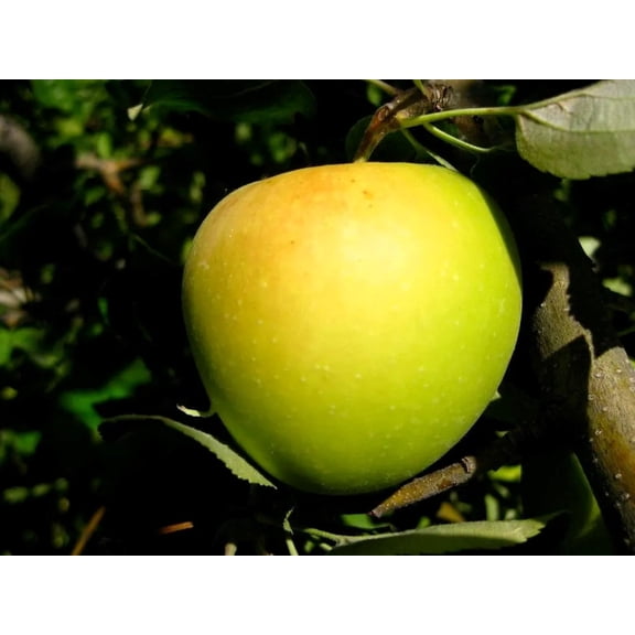 Golden Delicious Apple Tree Pre-bagged Bare Root, 2pk