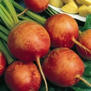 Golden Detroit Beet Seeds - 4 Oz - Non-GMO, Heirloom - Root Vegetable Gardening Seeds