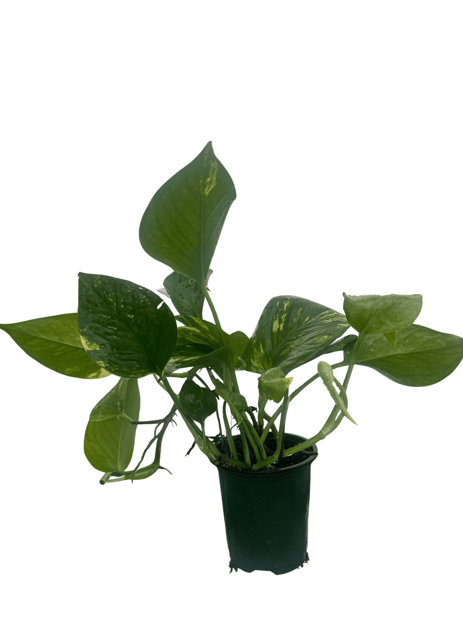 Golden Devil's Ivy - Pothos - Epipremnum