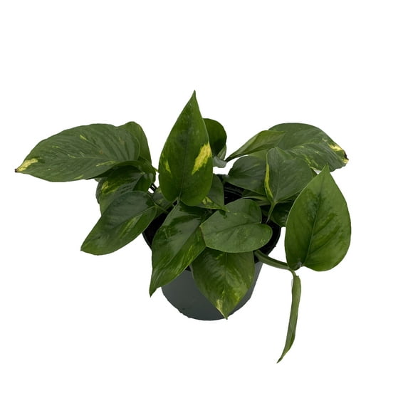 Golden Devil's Ivy - Pothos - Epipremnum - 6" Pot - Clean Air Machine