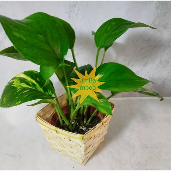 Golden Devil's Ivy - Pothos - Epipremnum - square basket 4" Pot - Very Easy to Grow