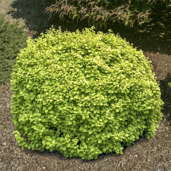 Golden Devine Barberry Deciduous Flowering Shrub, grown in a 2.25 Gallon Pot (1-Pack)